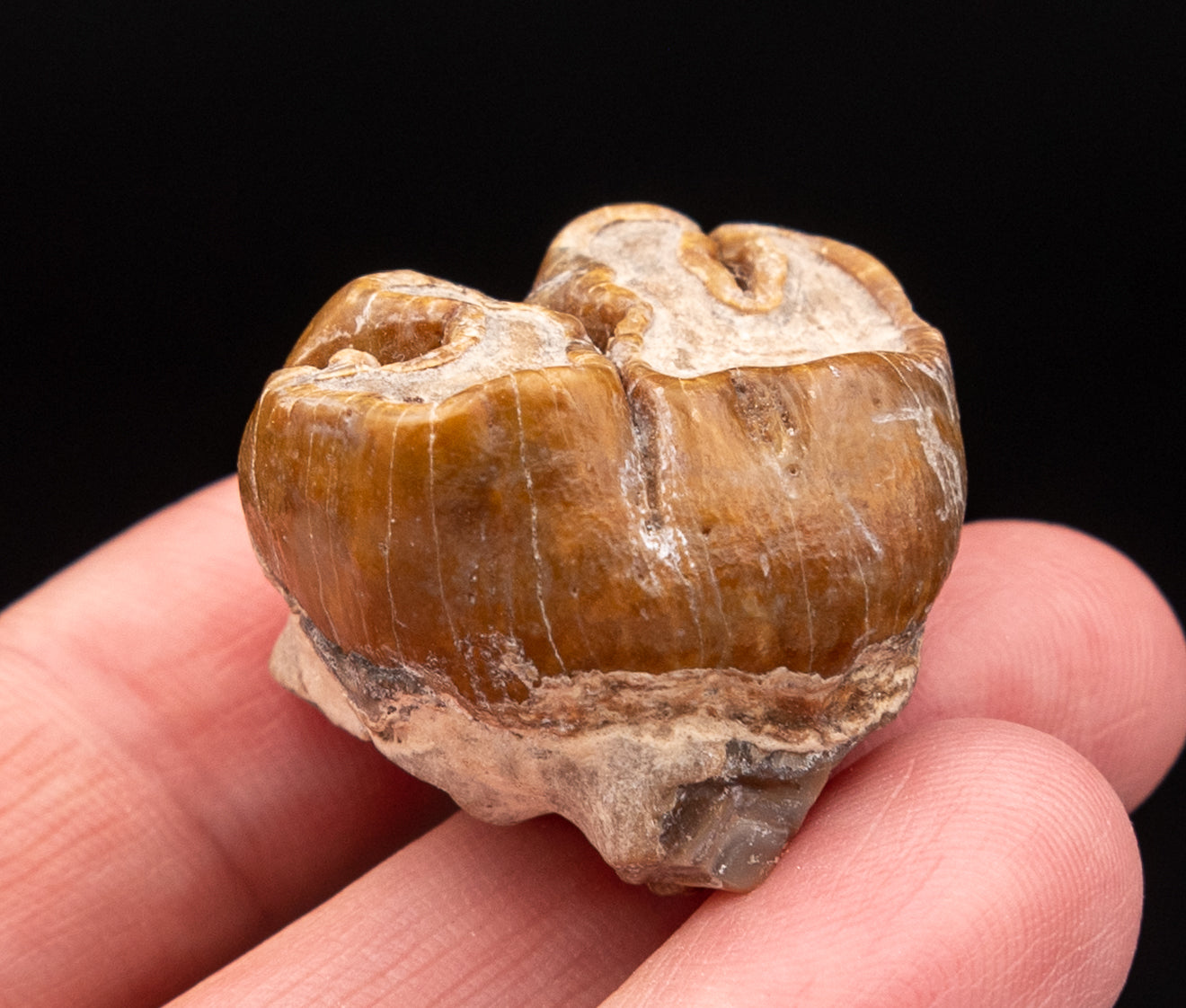 Fossil Dugong Tooth Gainesville Creek
