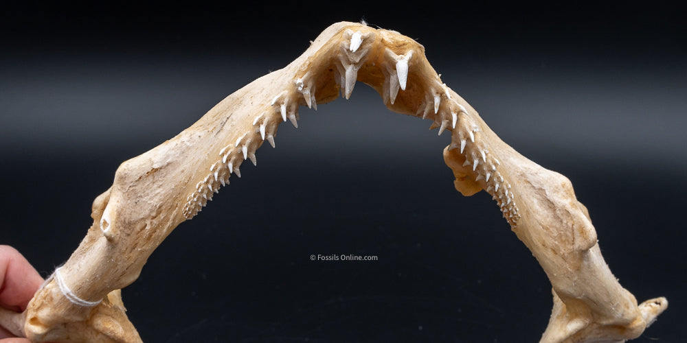 Ornate Wobbegong Shark Jaw w/Data