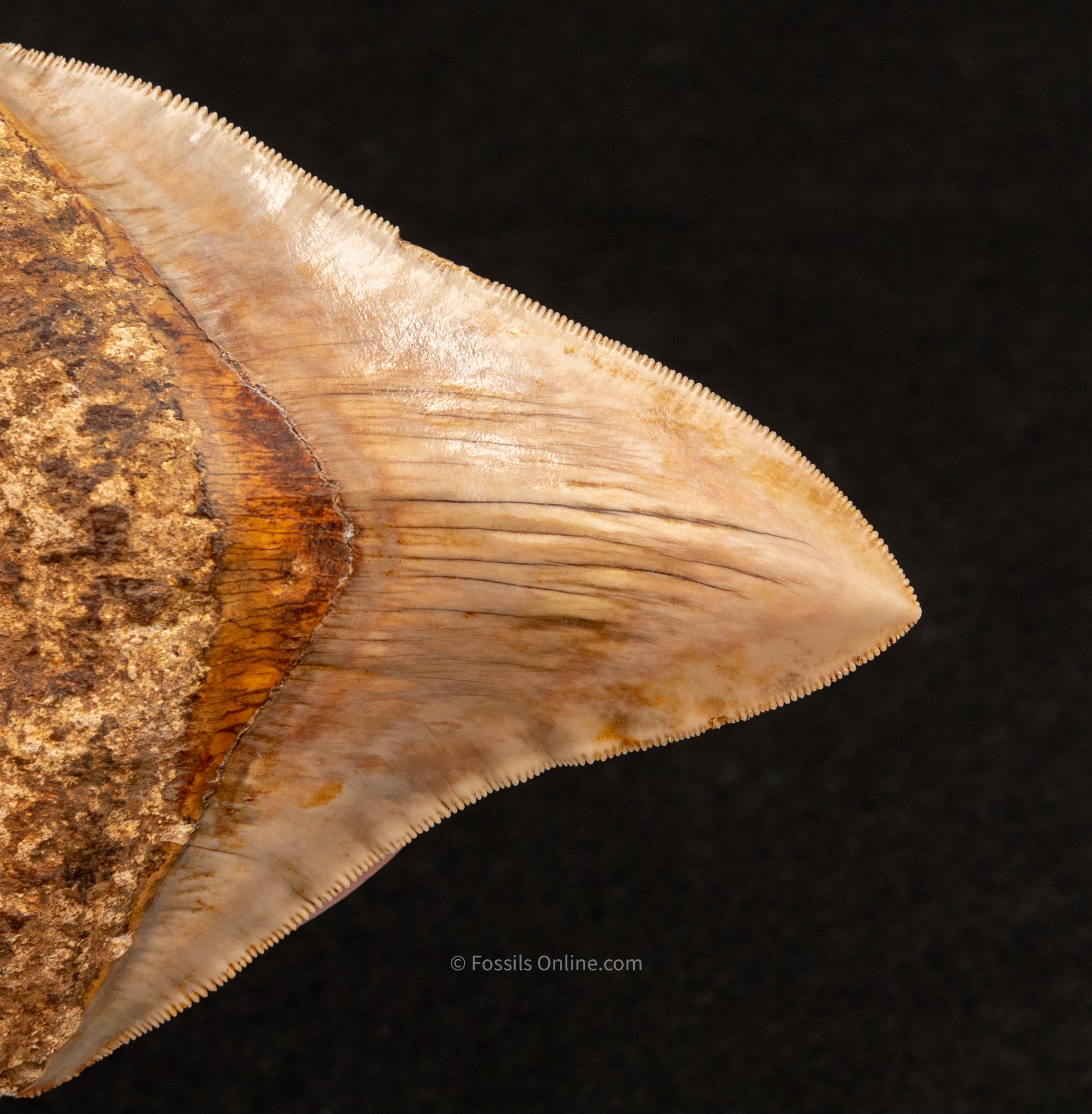 XLG Megalodon Shark Tooth from Indonesia. 4.70"