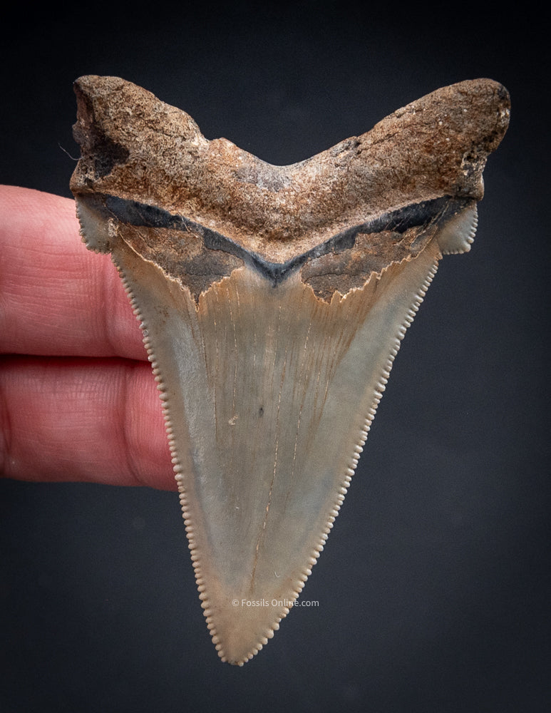 Angustidens Shark Tooth