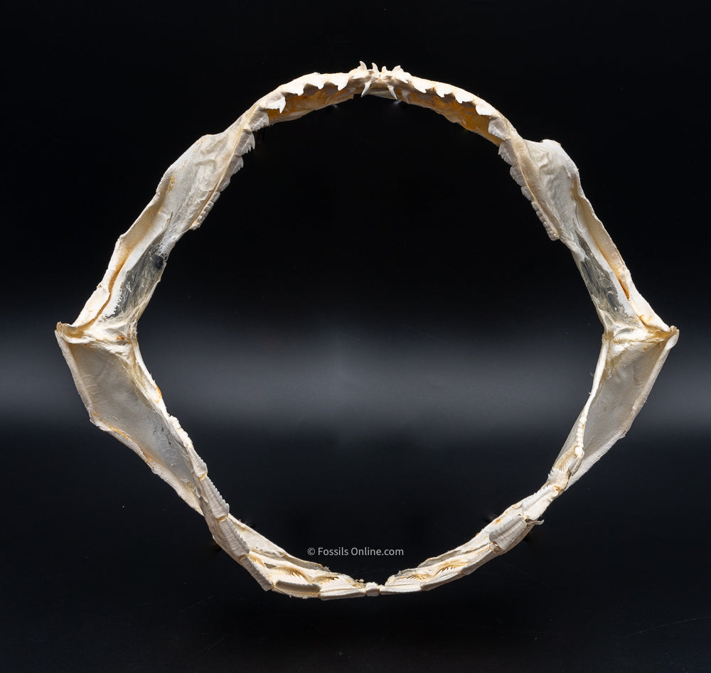 Sixgill Shark Jaw