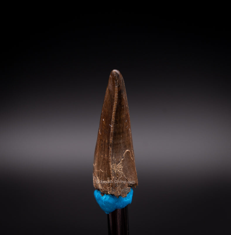 Tyrannosaur Tooth rear