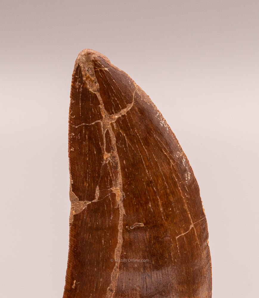 Carcharodontosaurus Tooth  not T. rex. Theropod Dinosaur