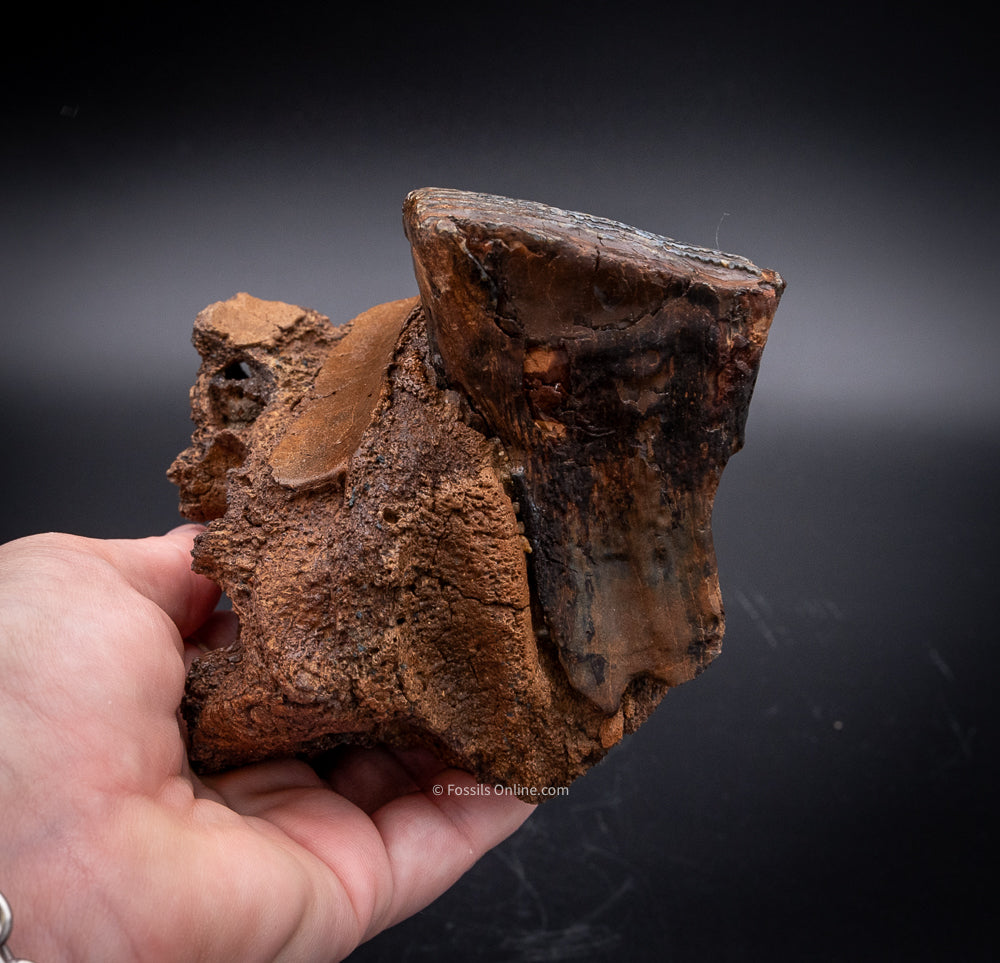 Rooted Juvenile Mammoth Tooth in a Piece of Skull from Siberia