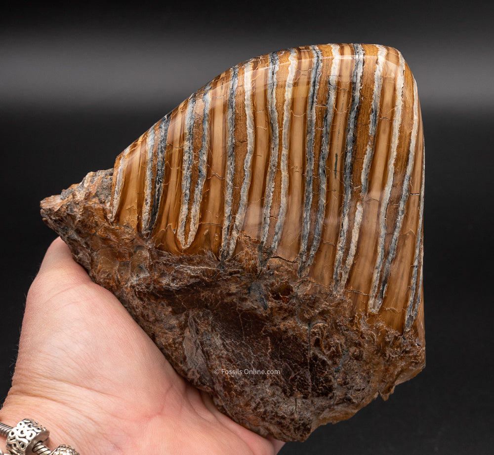 Super Polished Fossil Mammoth Tooth  from Siberia
