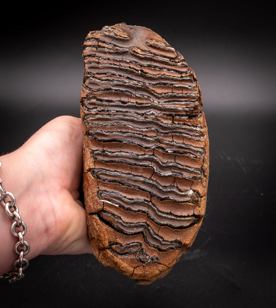 Rooted Mammoth Tooth in a Jaw from Siberia