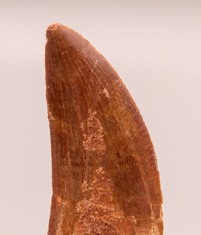 Carcharodontosaurus Tooth  not T. rex. Theropod Dinosaur