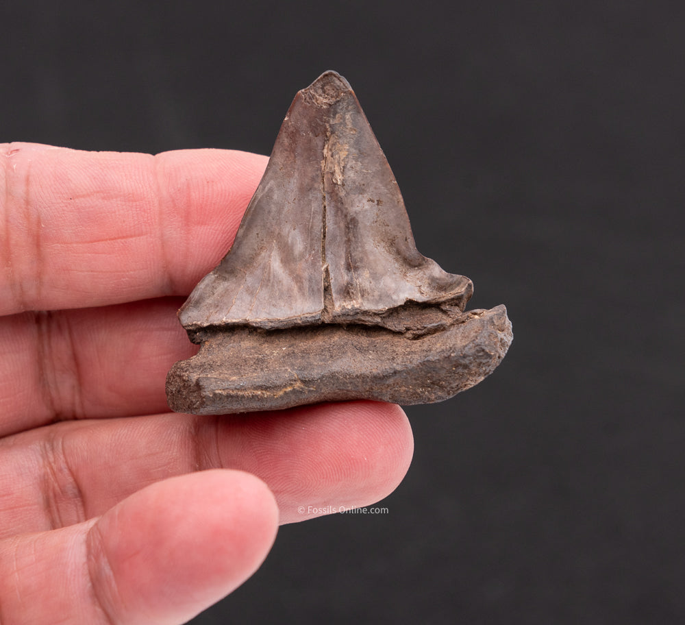 Deformed C. hastalis Mako Shark Tooth