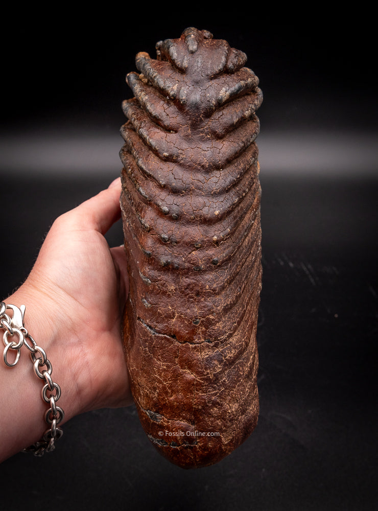 Mammoth Tooth from Siberia