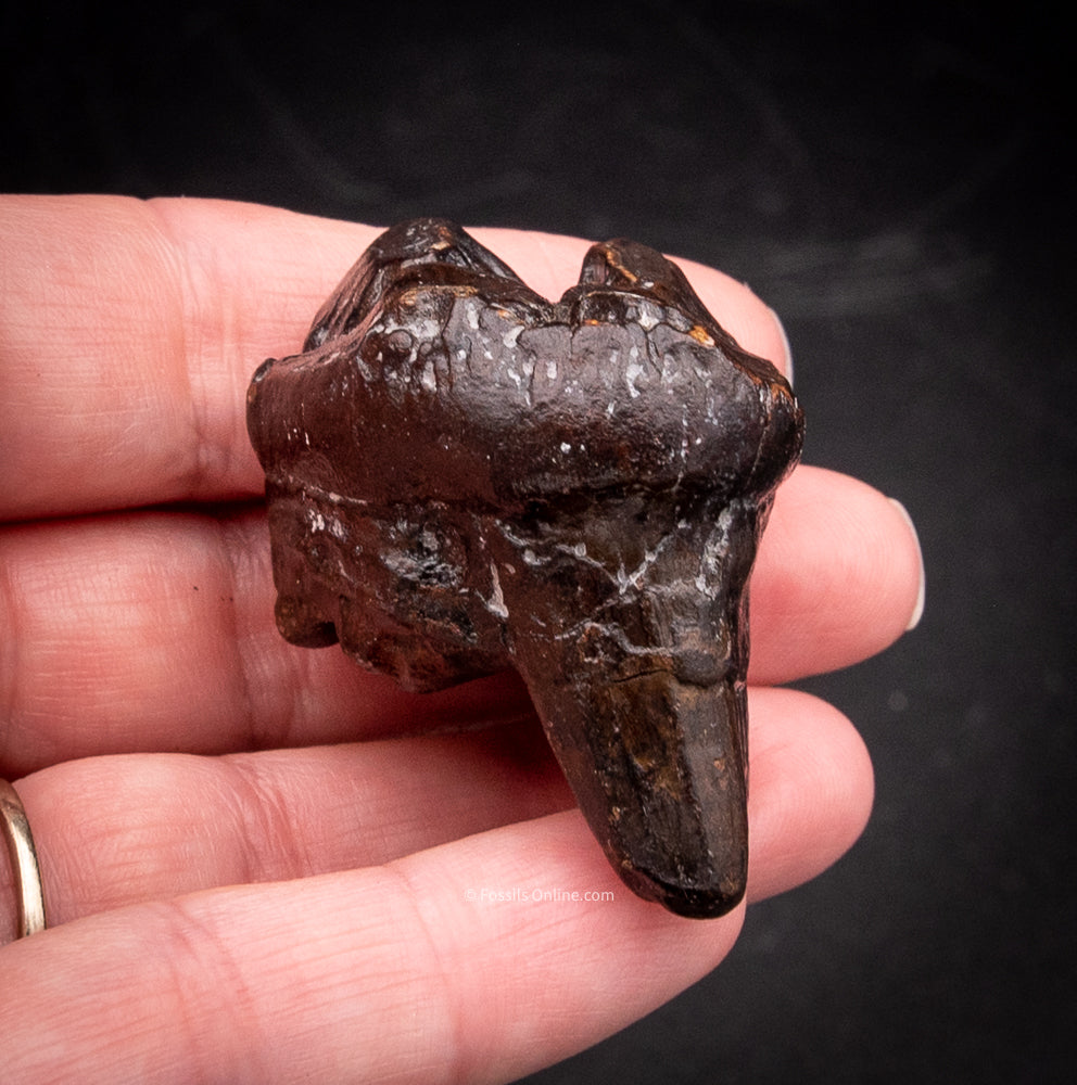 Rare Baby Mastodon Tooth