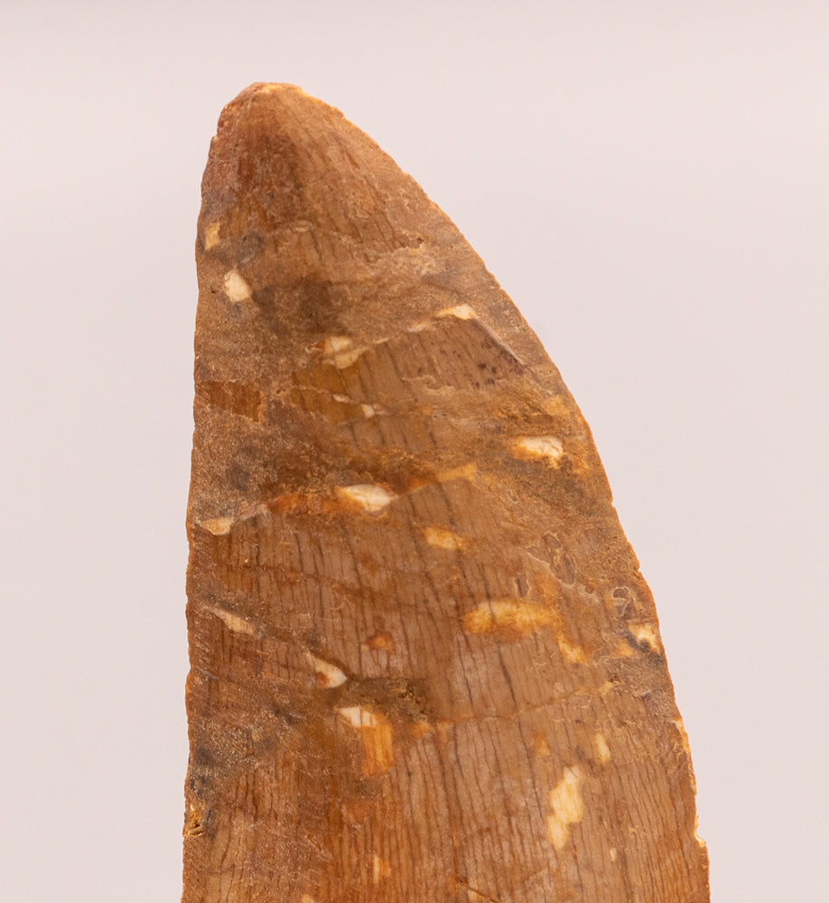 Carcharodontosaurus Tooth  not T. rex. Theropod Dinosaur