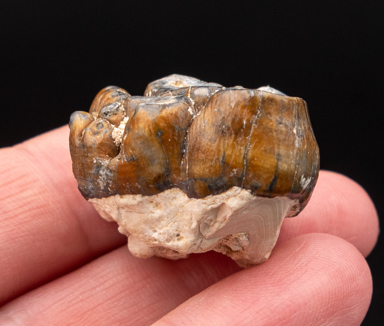 Fossil Dugong Tooth Gainesville Creek