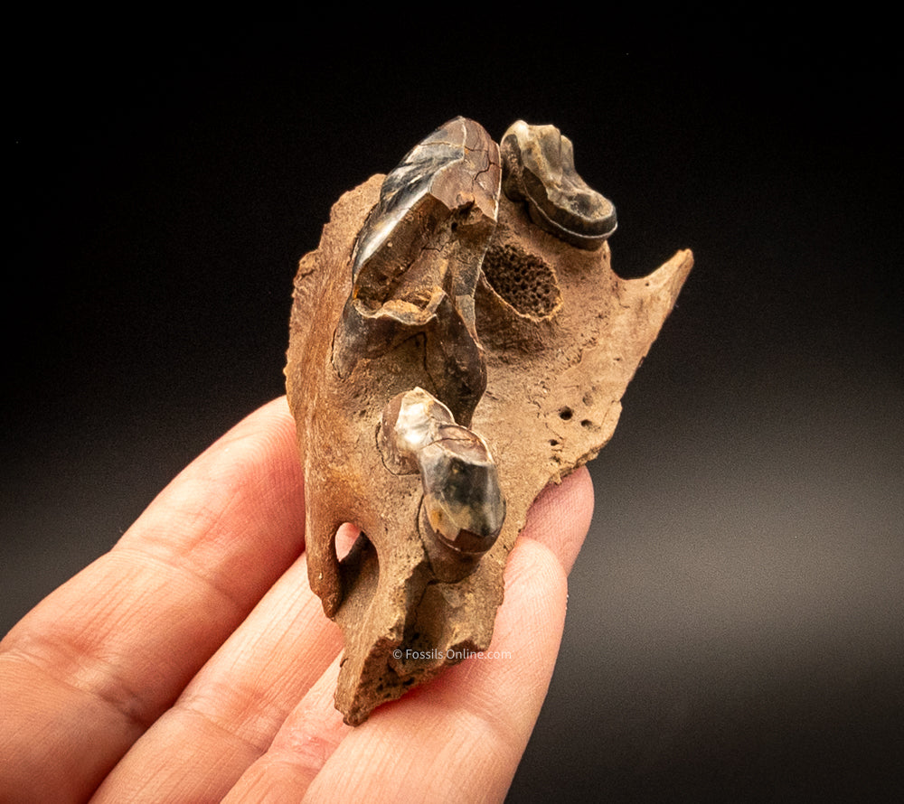 Fossil Wolf Skull w/Teeth Siberia