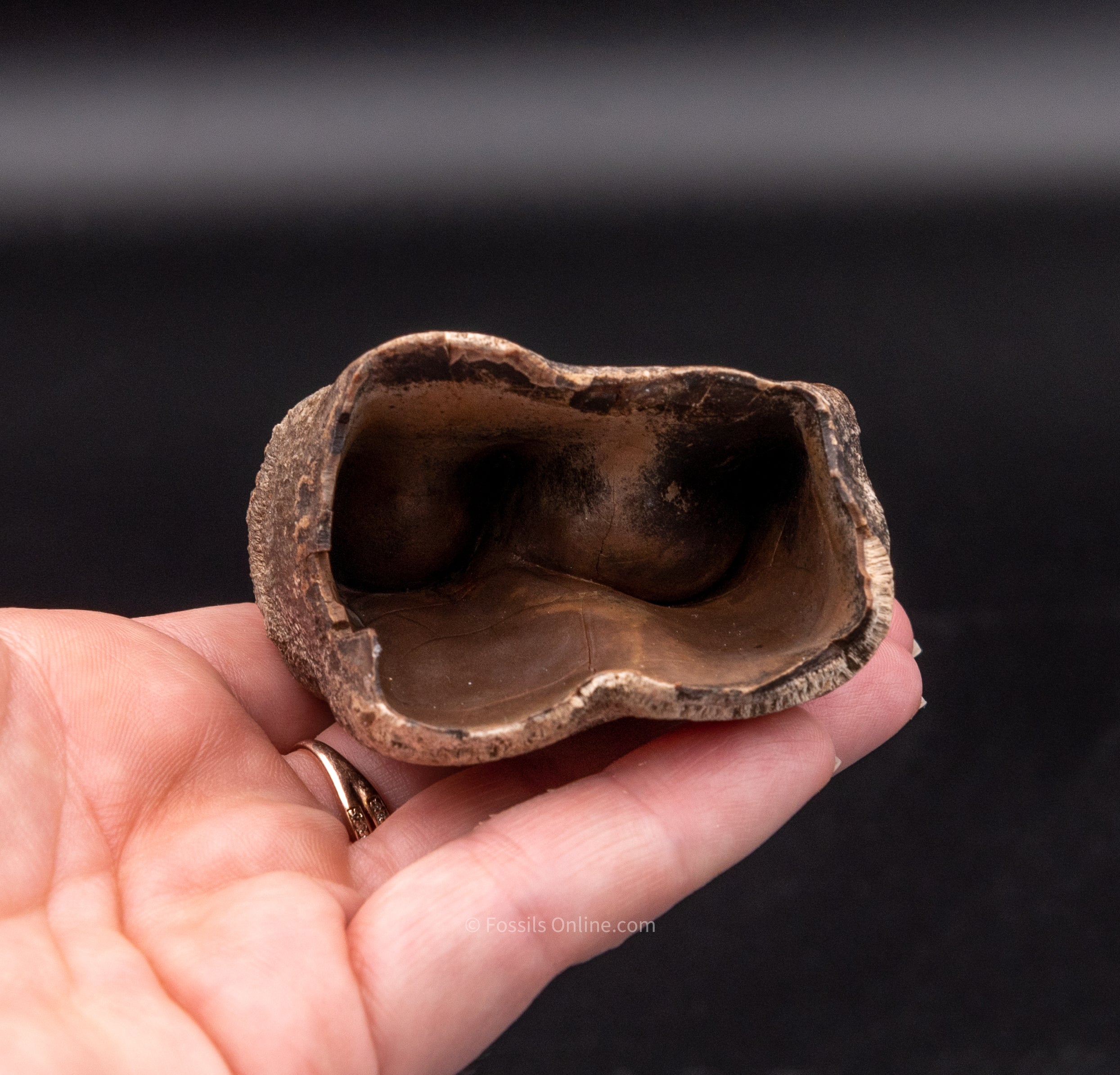 Fine Woolly Rhino Tooth Siberia