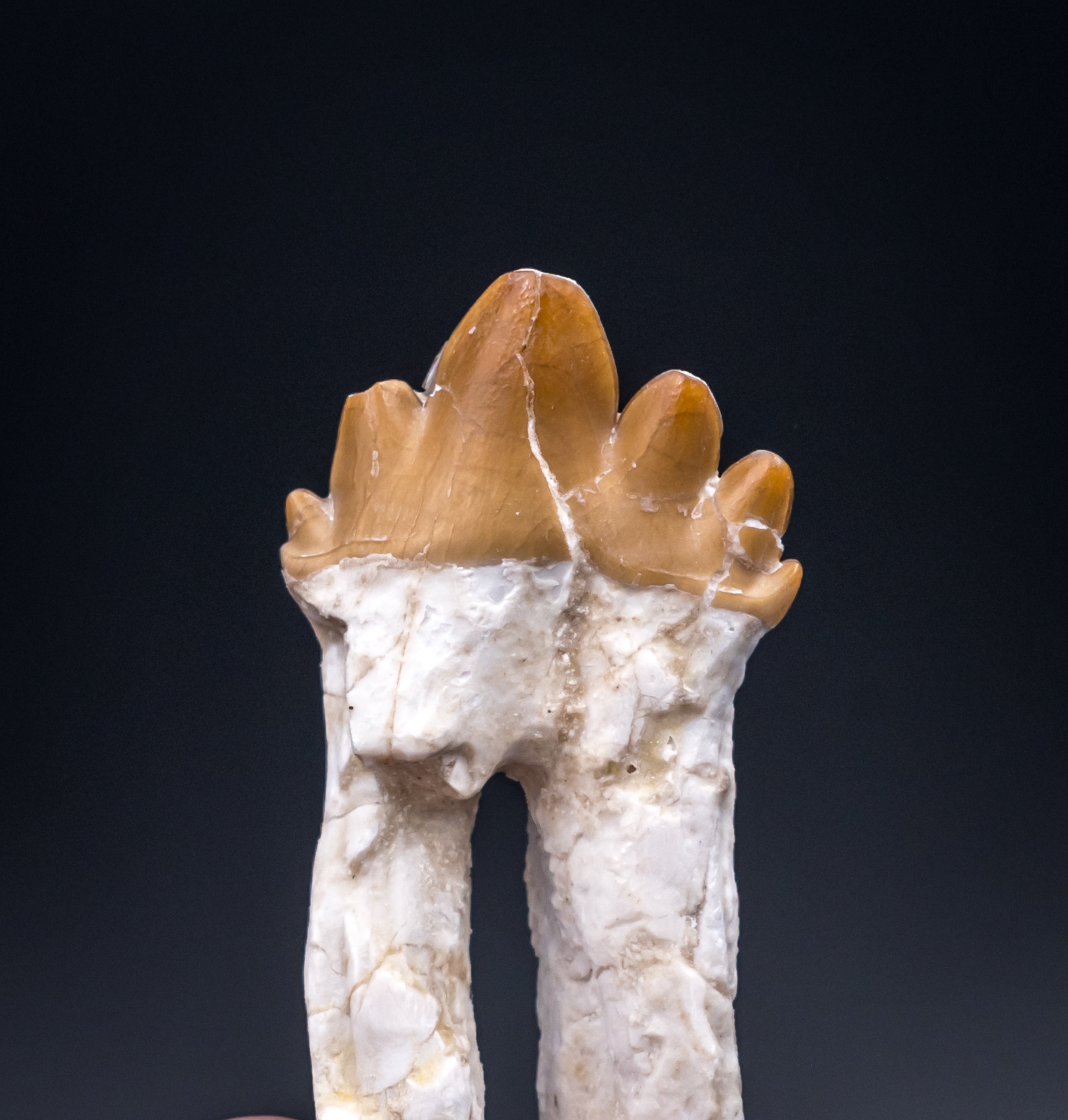 Basilosaurid Fossil Tooth Morocco