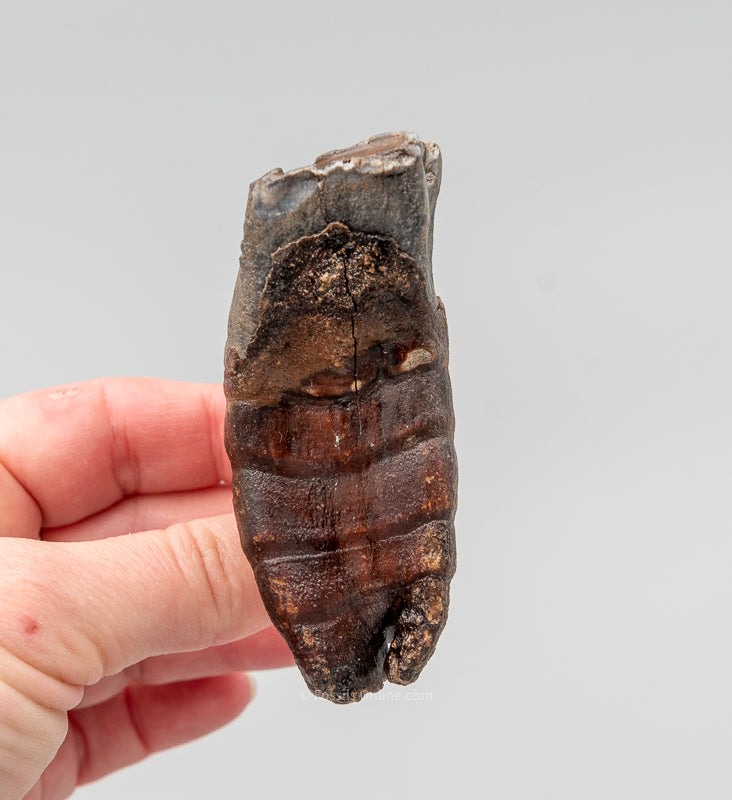 Rooted Woolly Rhino Tooth Siberia