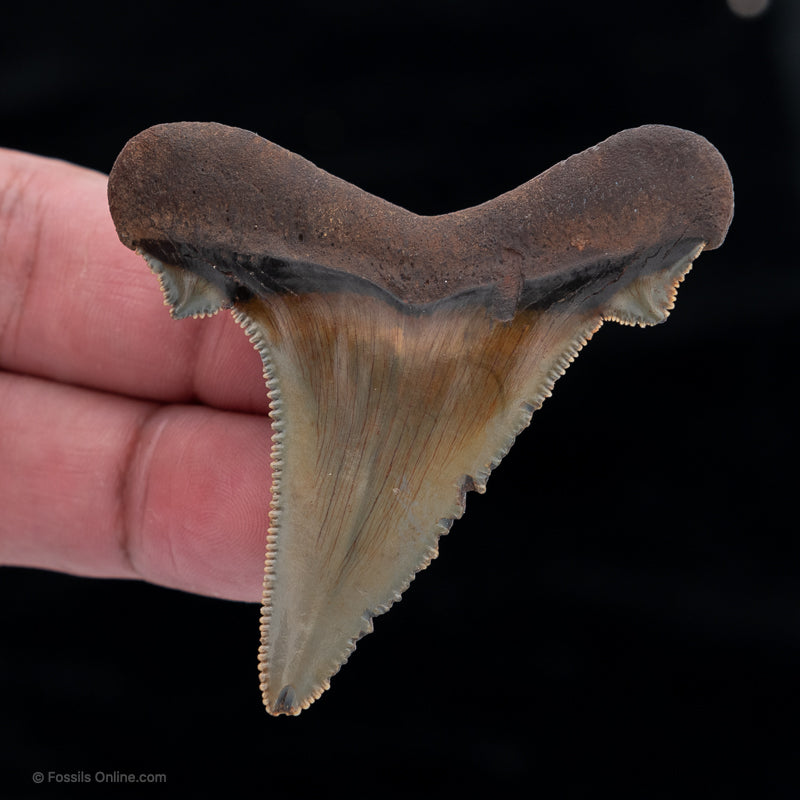 North Carolina Auriculatus Shark tooth