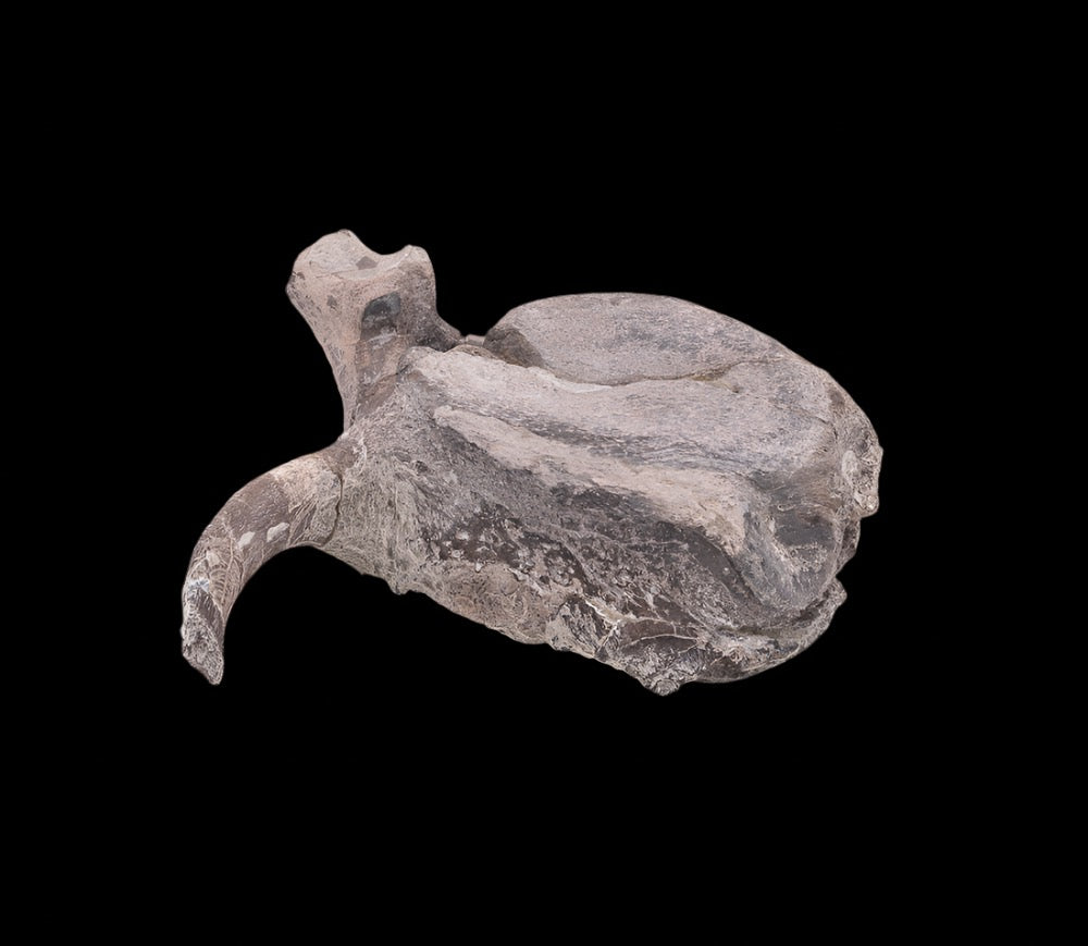 Maiasaura Dinosaur Vertebra Two Medicine Formation