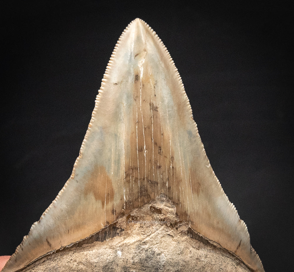 Lee Creek Megalodon Shark Tooth.