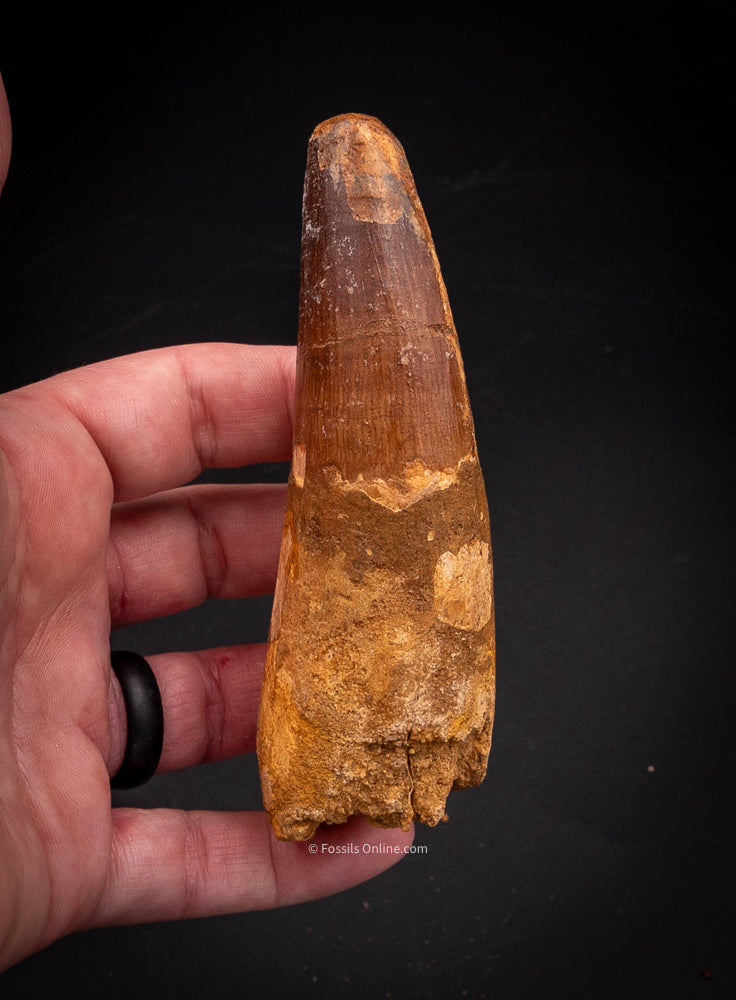 XLG Spinosaurus Dinosaur Tooth 4.24”