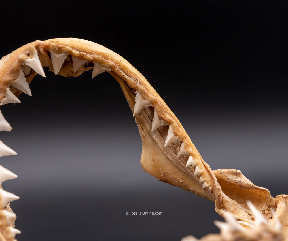 Great White Shark Jaw w/DATA