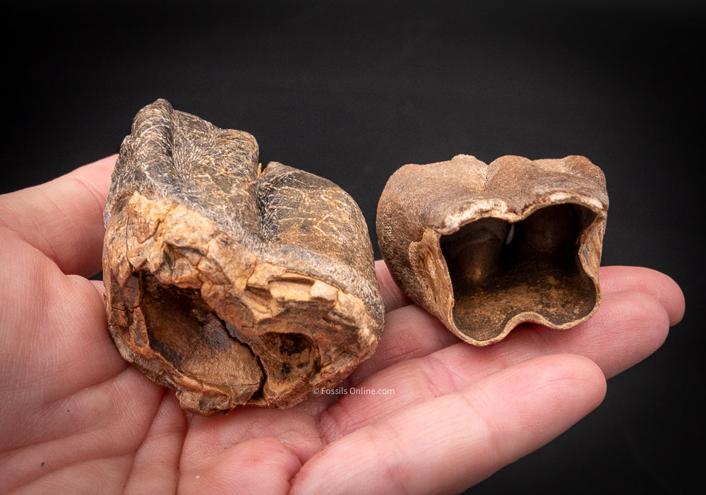 Pair of Woolly Rhino Teeth Siberia