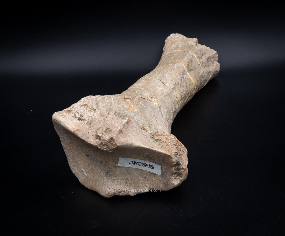 Rare Fossil Titanothere Radius Nebraska Fossils