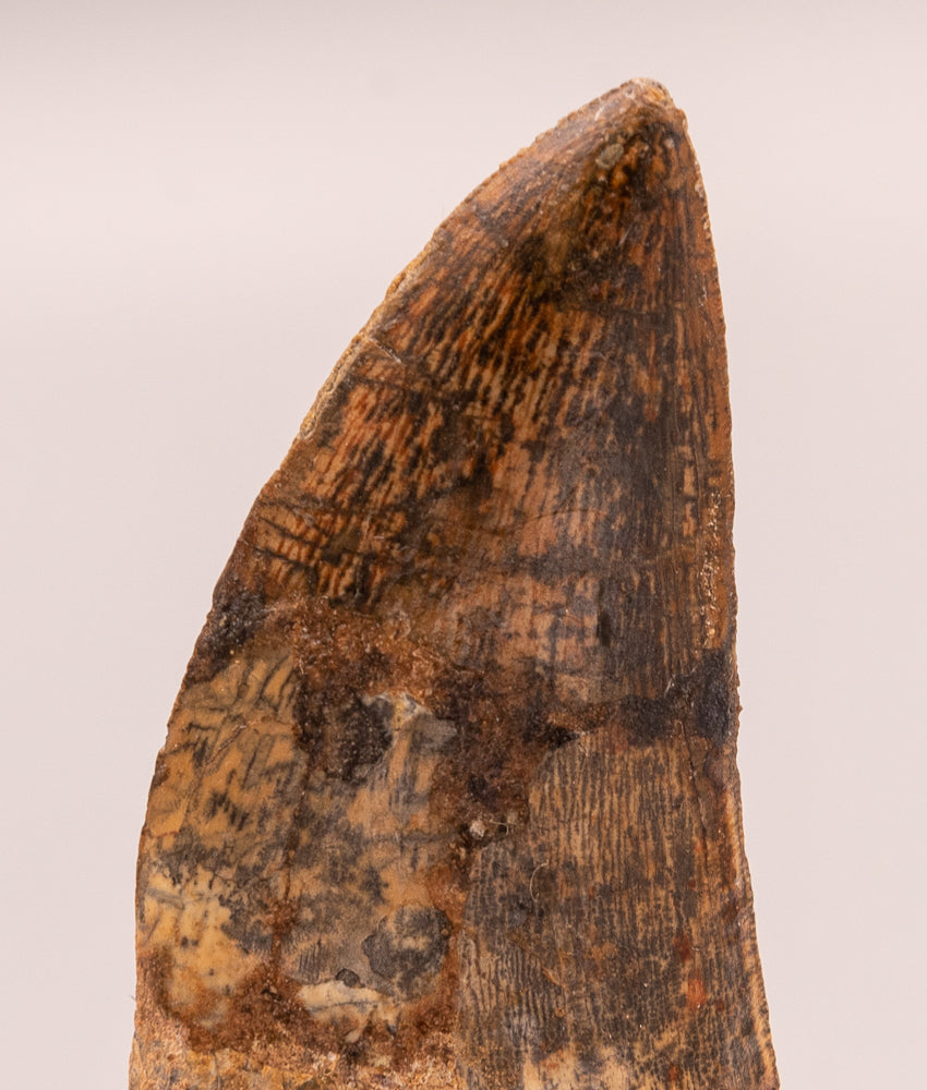 Carcharodontosaurus Tooth not T. rex. Theropod Dinosaur
