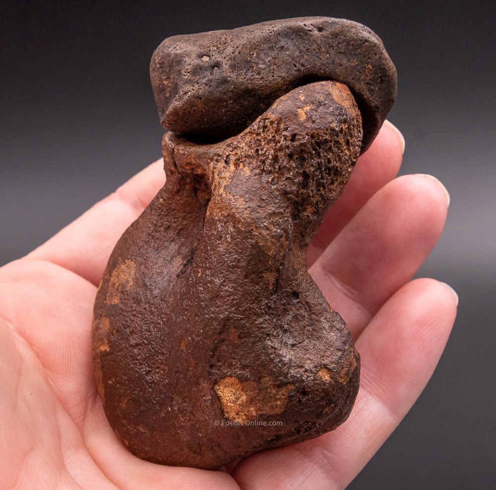 Super Fossil Megalonyx Navicular and Astragalus