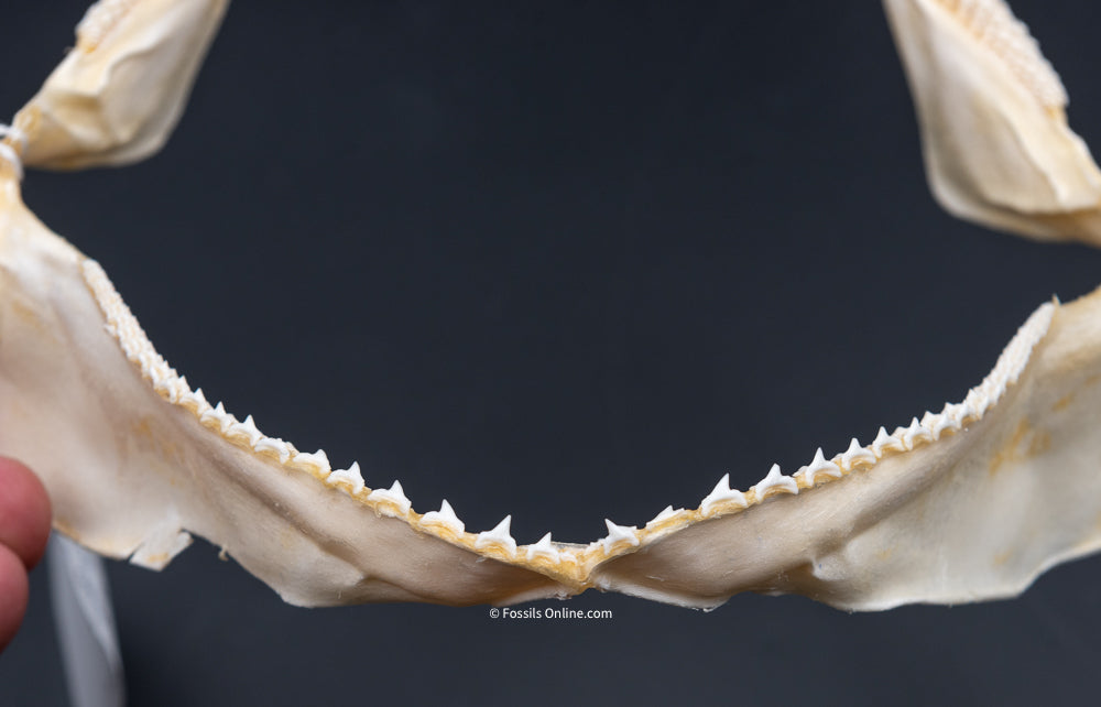 Pelagic Thresher Jaw w/ DATA