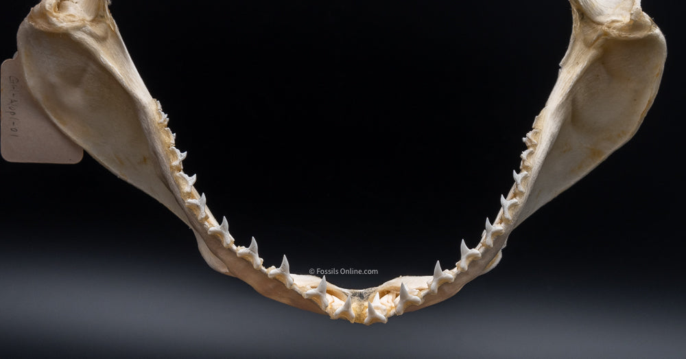 Bigeye Thresher Shark Jaw w/DATA