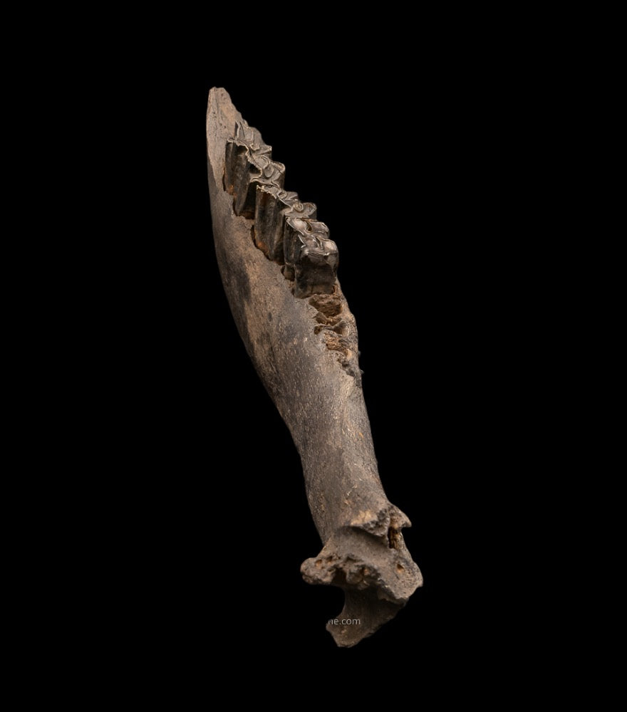 Florida Fossil Bison Jaw