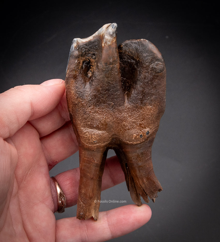 Great Woolly Rhino Tooth w/ Roots