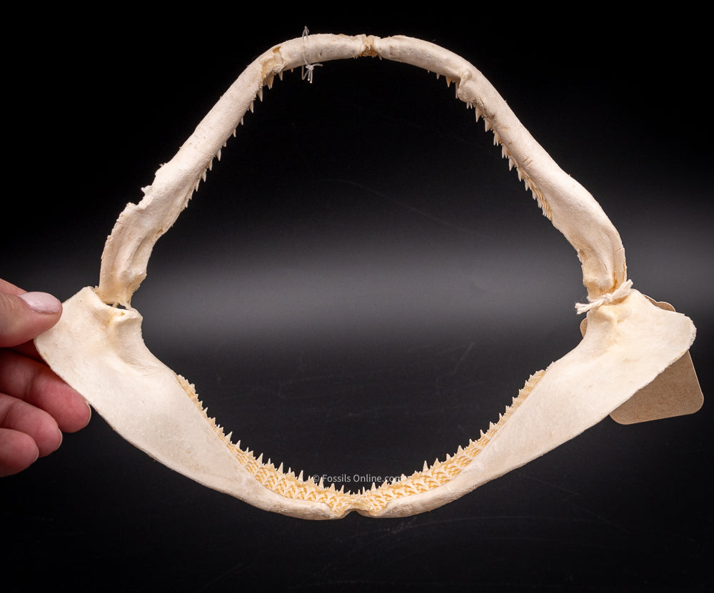 Whitetip Reef Shark Jaw w/DATA