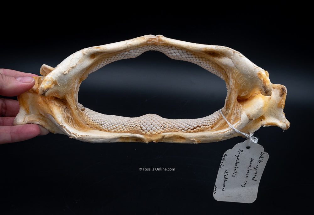 Giant Guitarfish Jaw