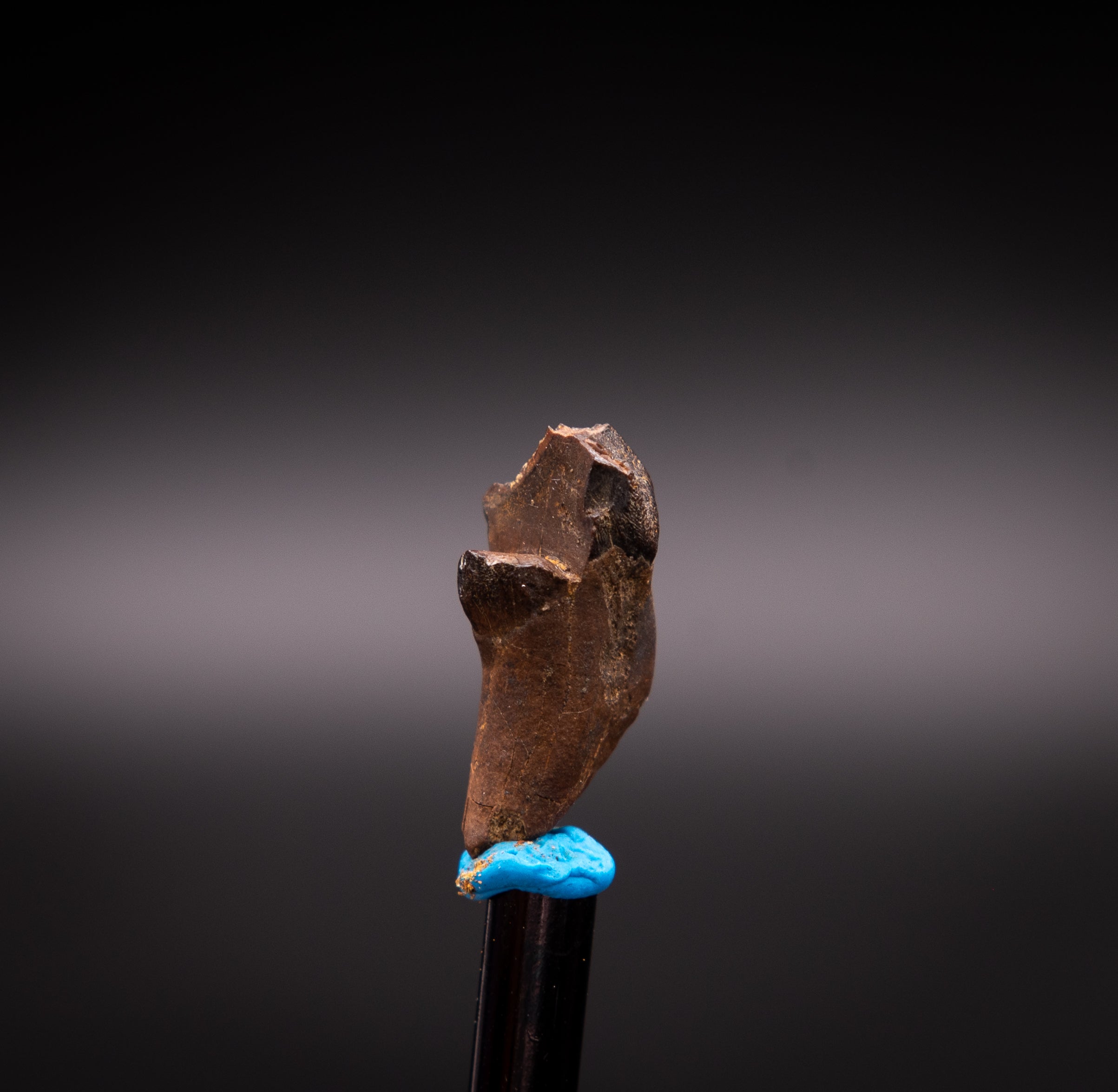 Unusual, Rooted Leptoceratops Dinosaur Tooth