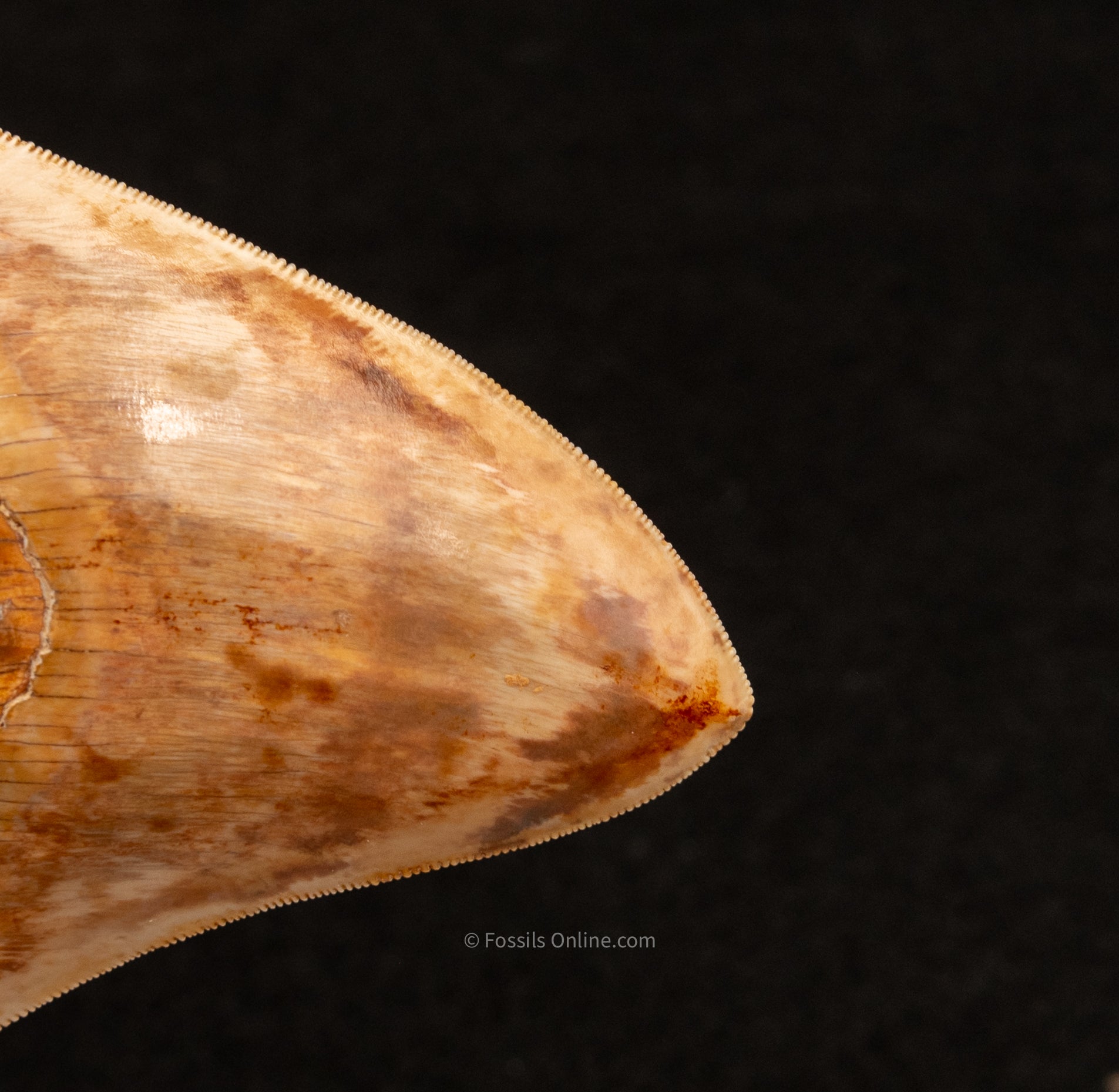 Megalodon Tooth from Indonesia 4.64"