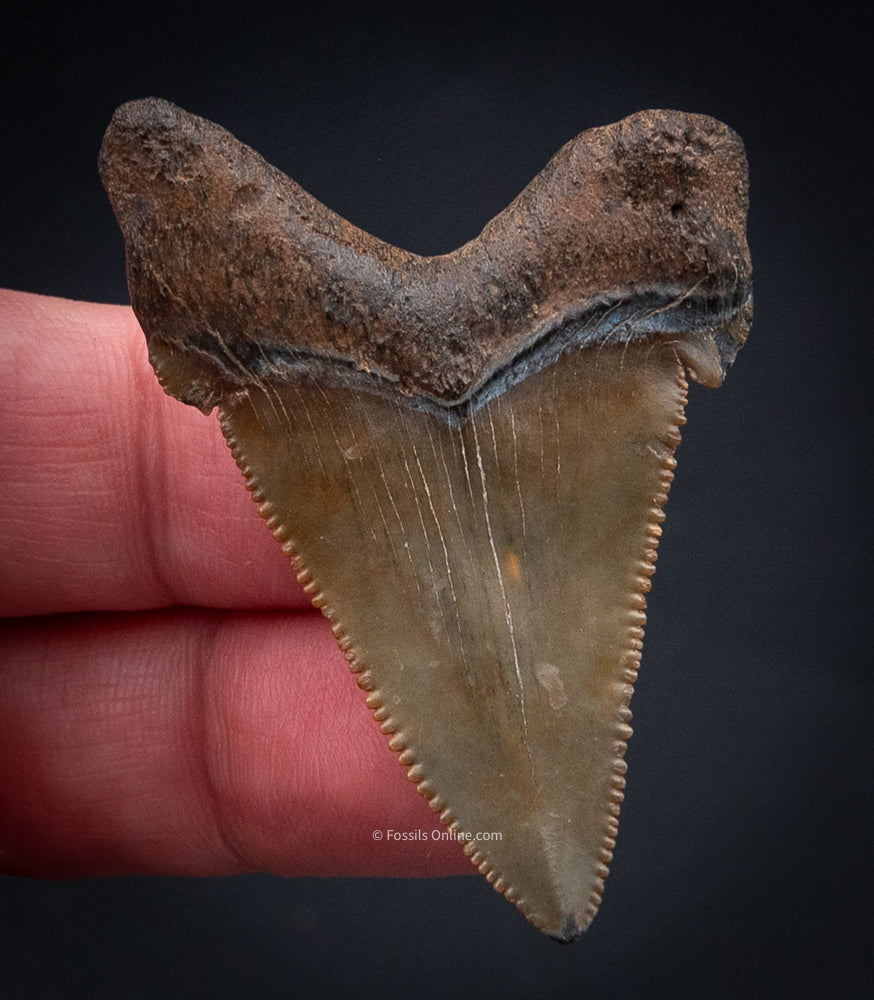 Angustidens Shark Tooth