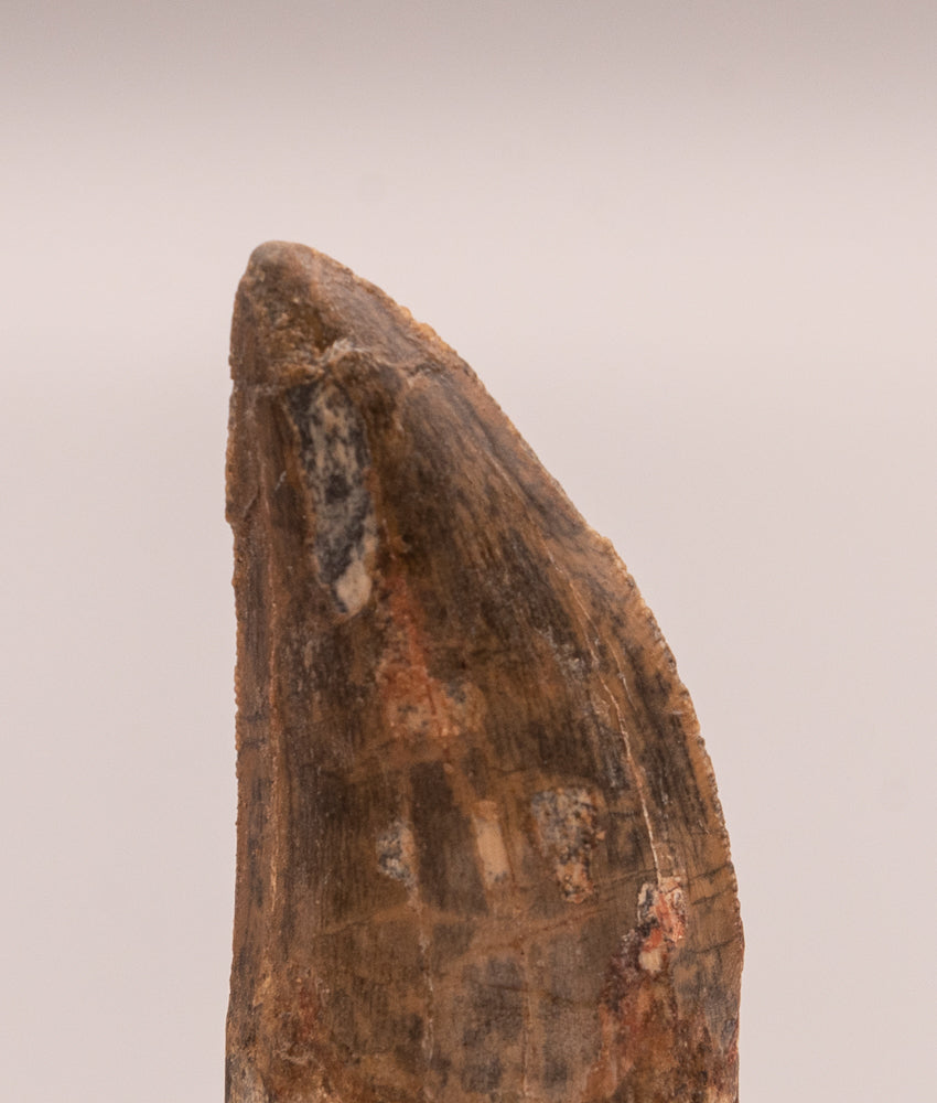 Carcharodontosaurus Tooth not T. rex. Theropod Dinosaur