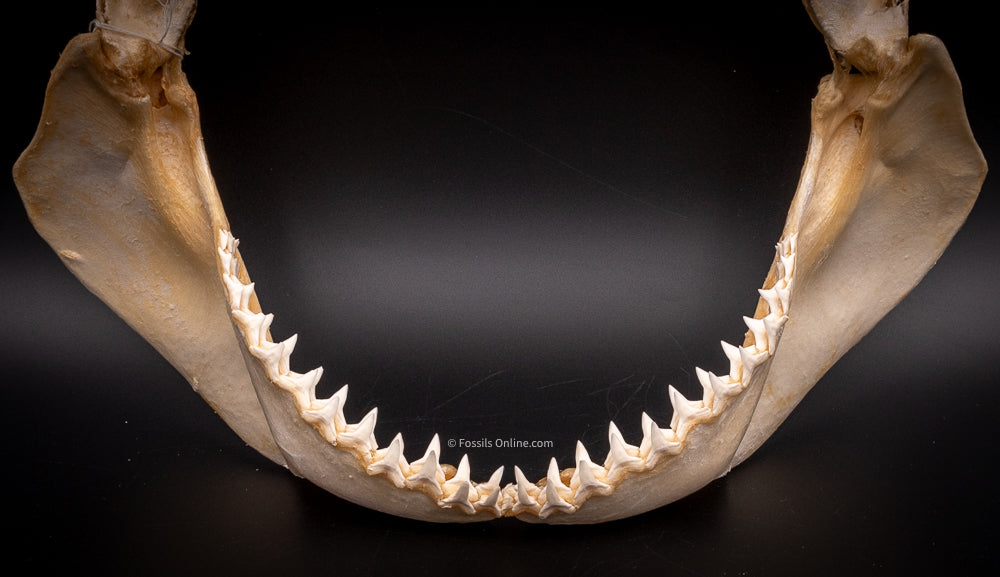 Bull Shark Jaw for Sale bot