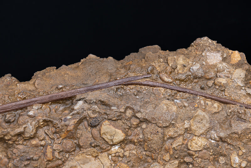 Hadrosaur Tendons in Matrix Top