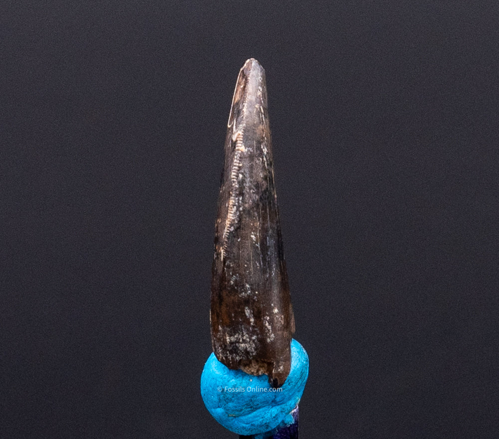 Serrated Nanotyrannus Tooth Cretaceous SD