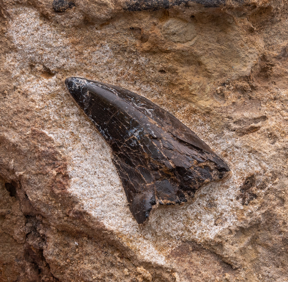 Allosaurus Dinosaur Tooth in Matrix