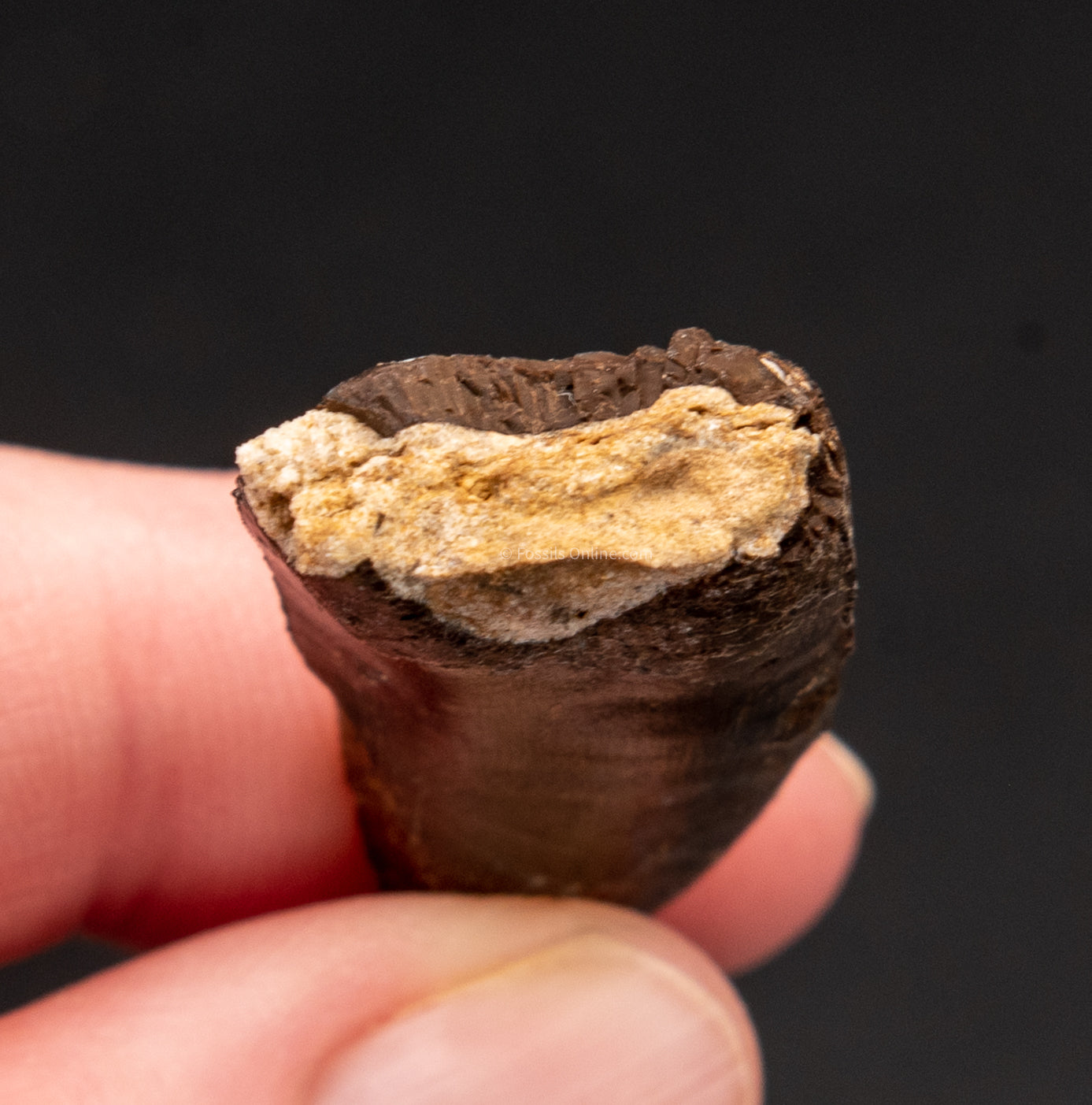 ALLOSAURUS TOOTH ROOT