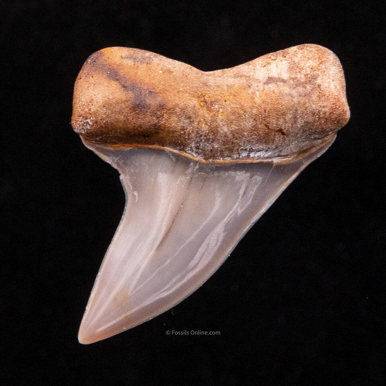 Fossilized shark tooth on a black background