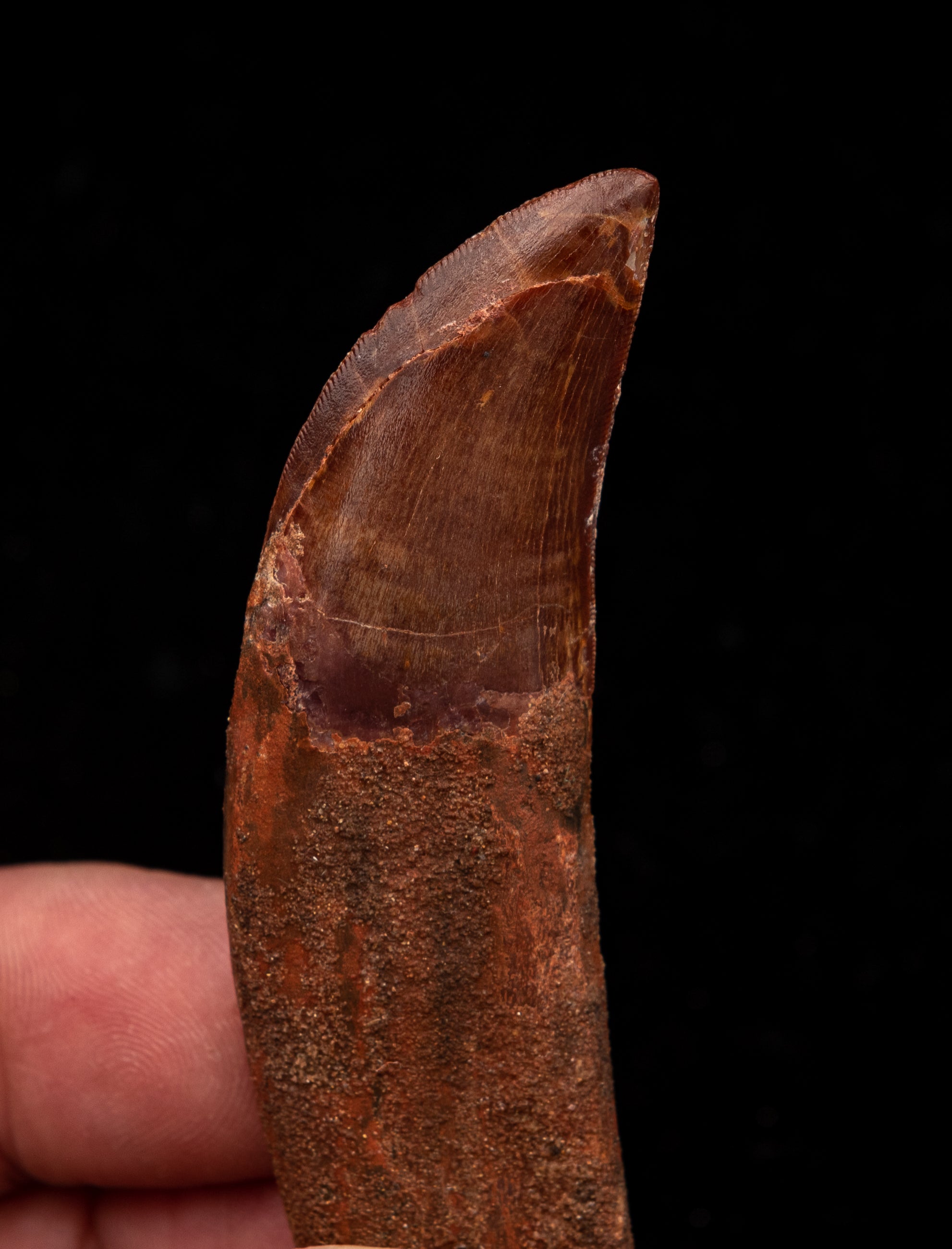 ROOTED Carcharodontosaurus Tooth  not T. rex. Theropod Dinosaur