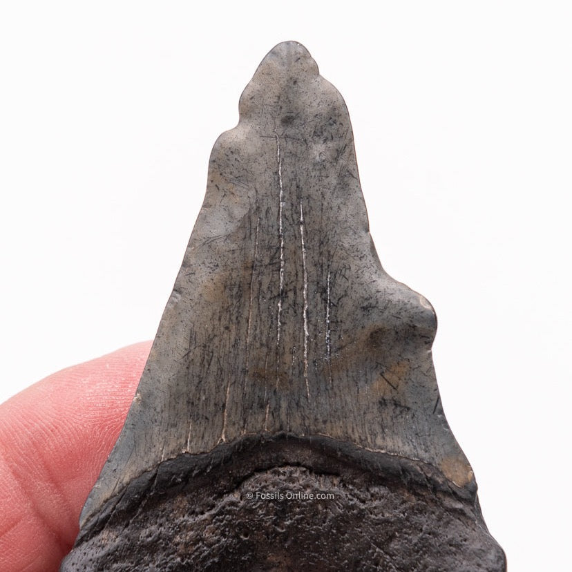 Deformed Megalodon Shark Tooth