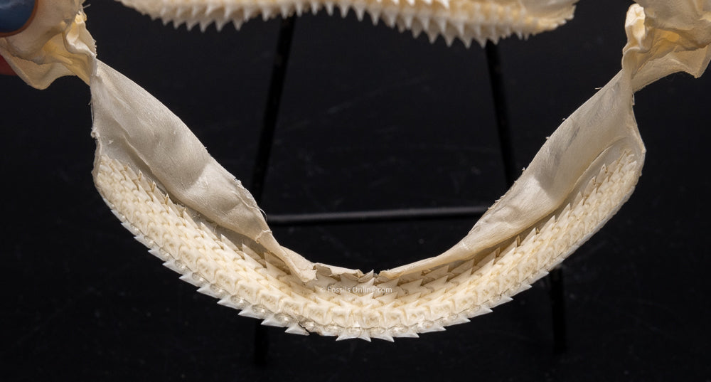 Gulper shark Jaw w/DATA