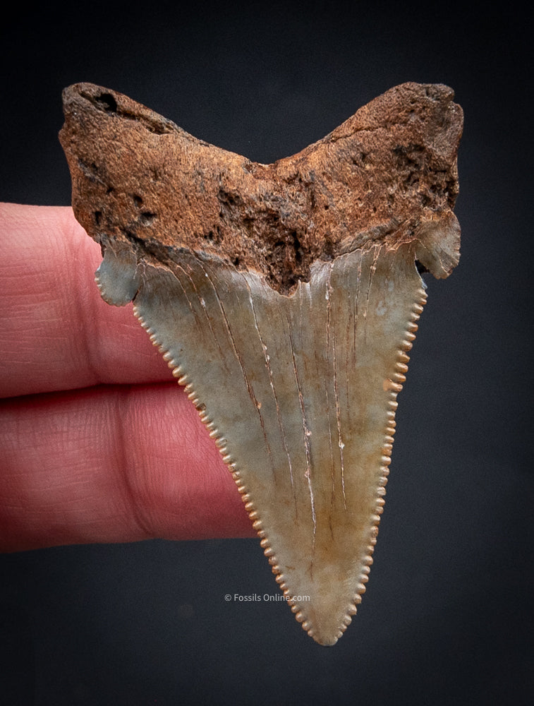 Angustidens Shark Tooth