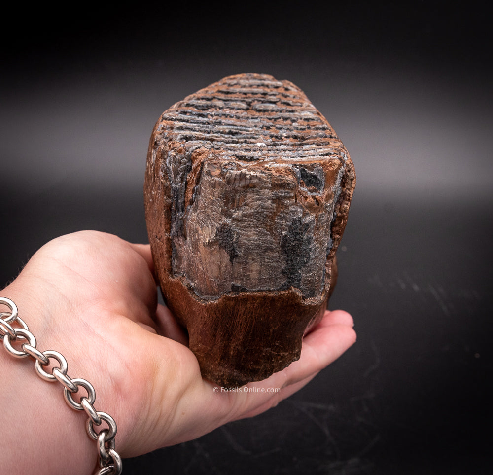 Mammoth Tooth from Siberia